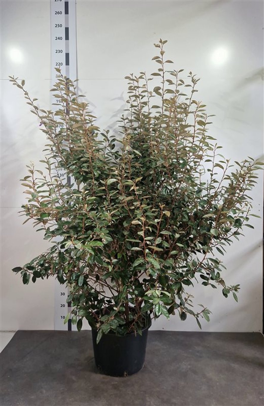 Elaeagnus ebbingei - C35 150-175 CM